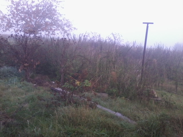 Brennesselplantage
