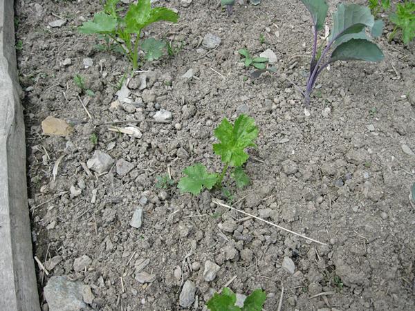 20110524_01.jpg