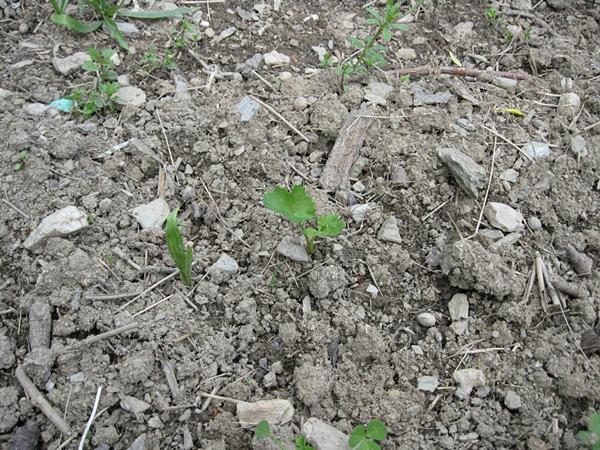 20110524_02.jpg