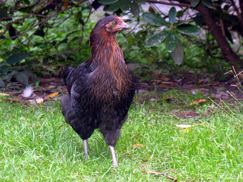 Brunhilde