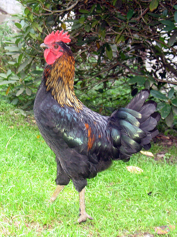 Popp-Ei