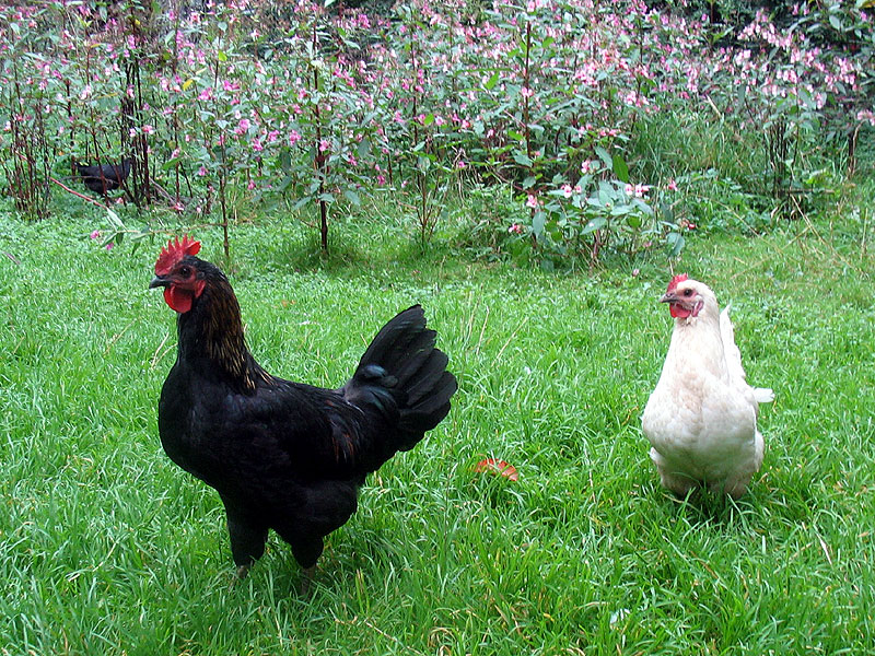 Popp-Ei und Olivia