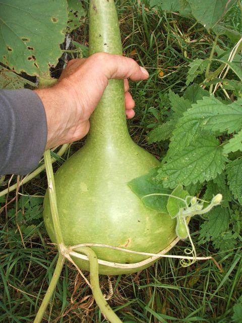 k-flaschenkürbis.jpg