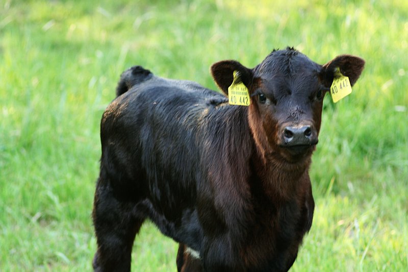 2011-05-28_Kälbchen.jpg