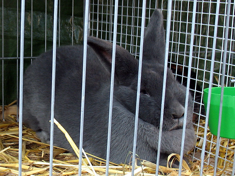 Meister Lampe, das geheimsisvolle Schätztier.