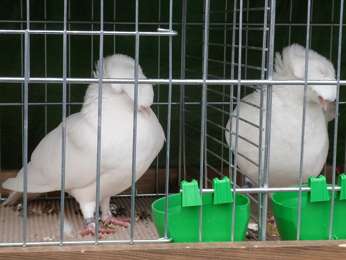 bauernmarkt 017a..jpg