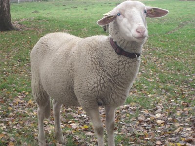 Emilia kleiner.jpg