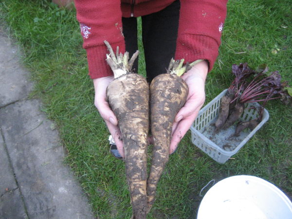 Riesenpastinaken