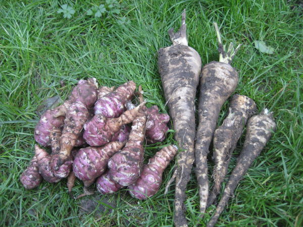 Pastinaken und Topinambur