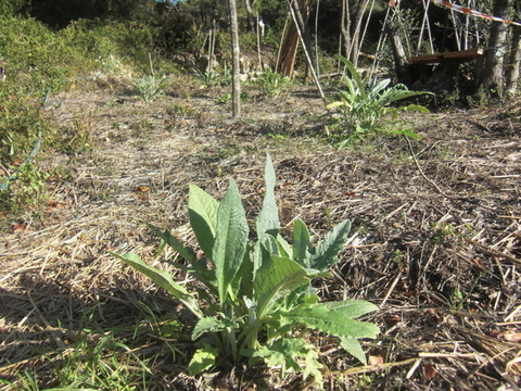 Carciofi (2).JPG