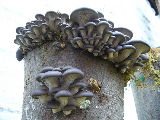 übertrieben 002.JPG