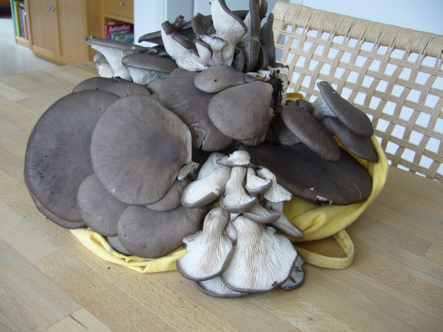 Winterpilze 1.JPG