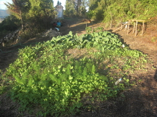 Grünes Winterbeet.JPG