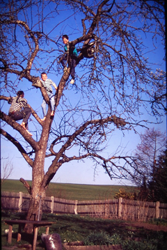 im baum 2.jpg