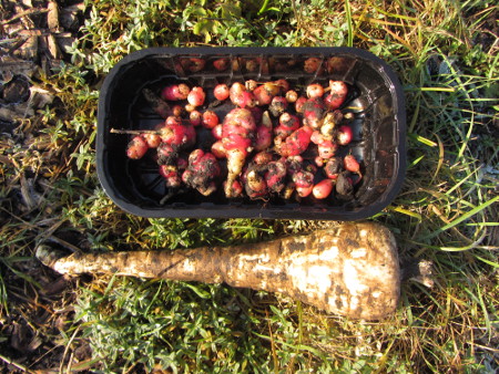 Oca_und_Pastinake.jpg