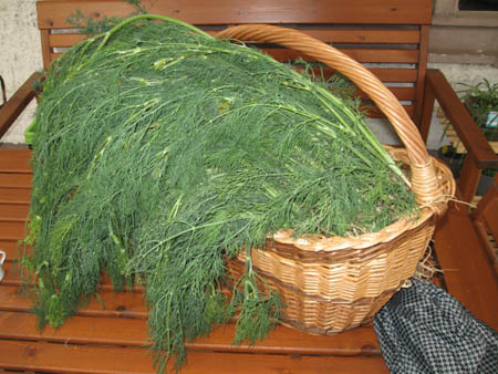 3 kg Dill.jpg