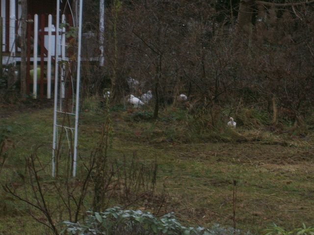 k-küken2.jpg