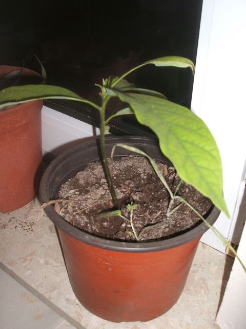 k-avocado.jpg