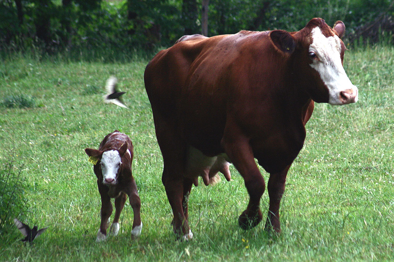 004_Kuh_mit_Kalb_1.jpg