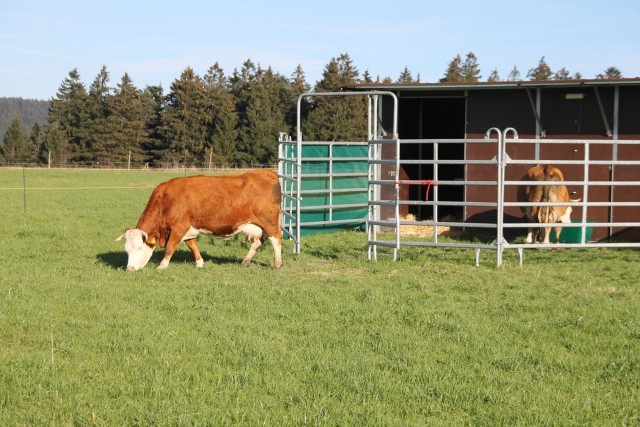 Am Ankunftstag - im HIntergrund ist die mobile Weidehütte zu sehen, innen mit Vliess und Paddock-Matten ausgelegt, drüber dick Einstreu. Für den Fall, dass man sie mal am Fleck halten muss, ist der Panel-Auslauf da, rechts und links von den Eingängen der Hütte sind an den Panel-Elementen Windschutznetze angebracht, hier oben ist es oft arg windig.