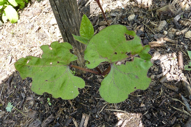 K-P1070857.JPG