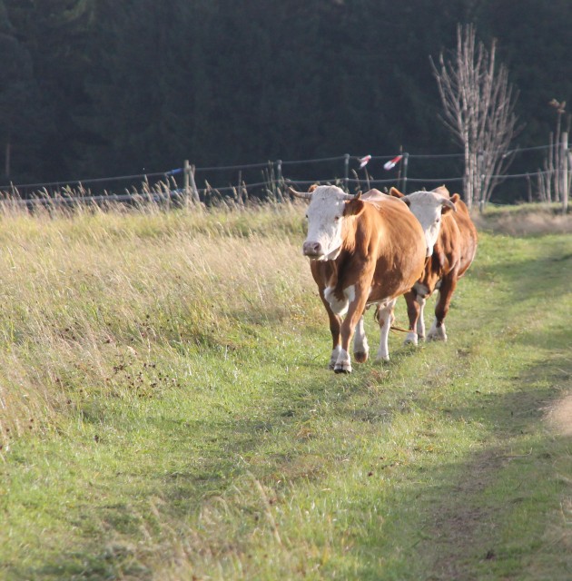 Das überständige Gras, das nach dem ersten Heuschnitt nachgewachsen ist, haben sie jedenfalls schon ganz gut weggeputzt. Um den Rest, der noch steht, kümmern sie sich hoffentlich, wenn Schnee liegt, momentan bevorzugen sie das kürzere Gras weiter vorn auf dem Gelände.