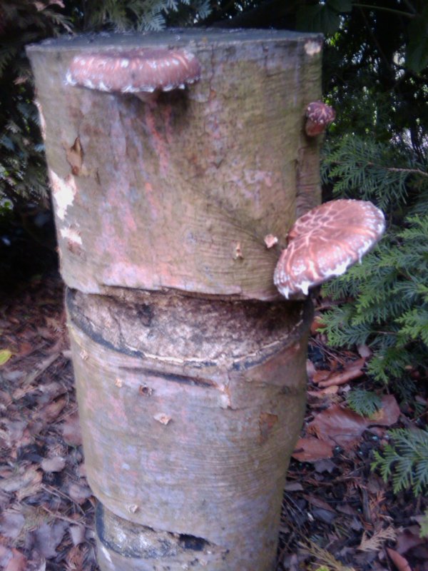 IMAG0015.jpg