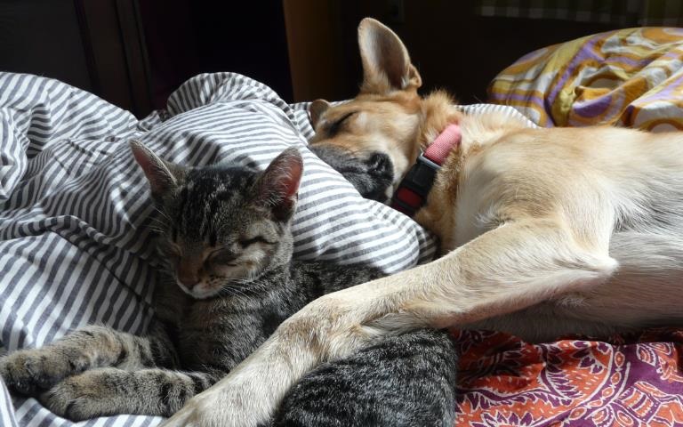 Wie Hund und Katze