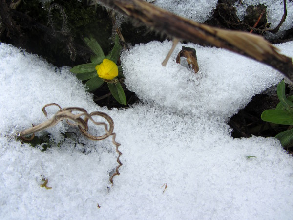Winterlinge_am_21_01_2015.jpg