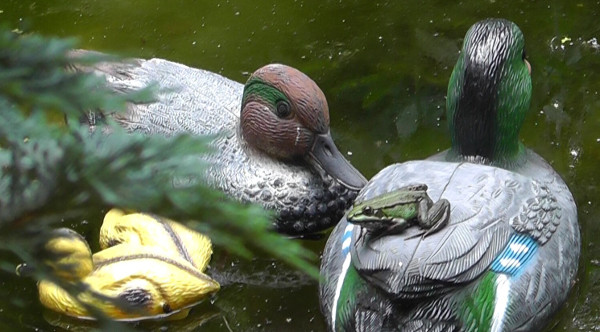 Frosch auf einer Ente