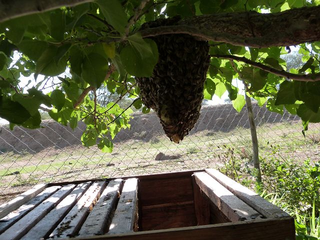 k-P1000395.JPG