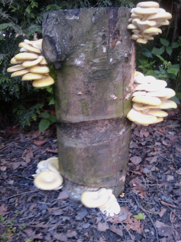 IMAG0031.jpg