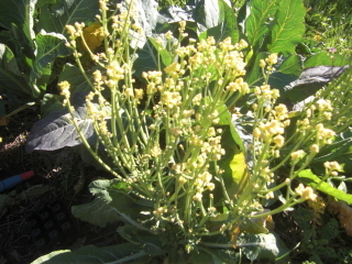 Blumenkohl diffus-001.JPG