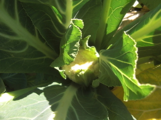 Blumenkohl kompakt-001.JPG