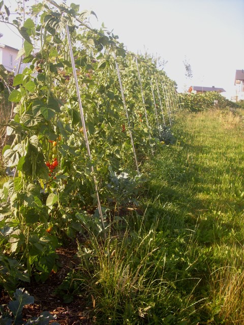 Tomaten_Bohnen Mischkultur.jpg