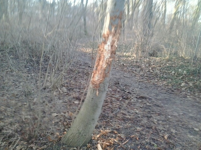 Roteiche. Robert Koch Klinik