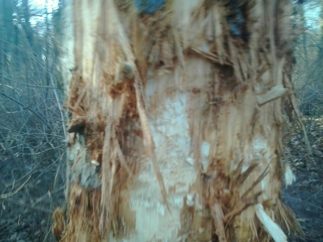 Roteiche Nahaufnahme