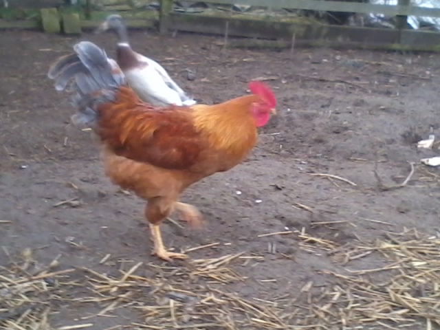 2015-03-10 07.10.15.jpg