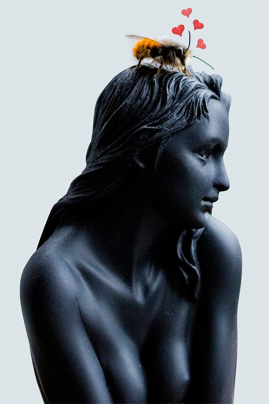 Männchen der Gehörnten Mauerbiene (Osmia cornuta)