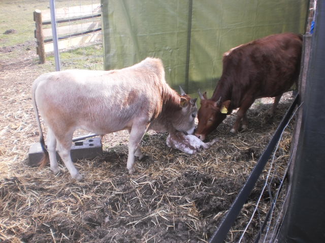 Mutter Fuxi mit dem Kalb und Stiefvater Schmusi