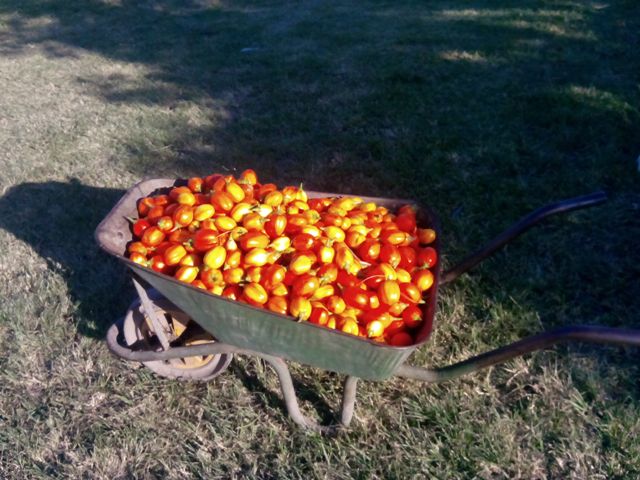 saufutter_1.jpg