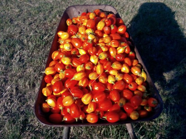 saufutter_2.jpg