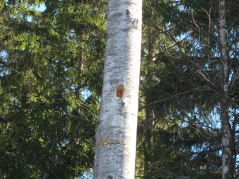 F150324 Pappel Specht 01.jpg