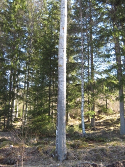 F150324 Pappel Specht 02.jpg