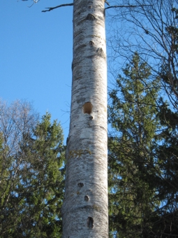 F150324 Pappel Specht 03.jpg