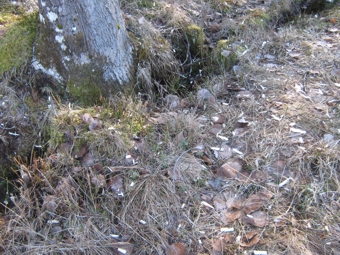 F150324 Pappel Specht 04.jpg