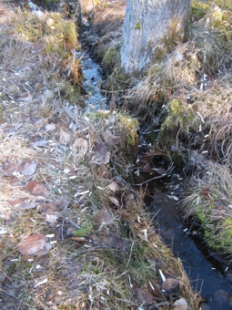 F150324 Pappel Specht 05.jpg