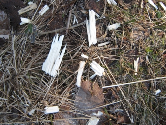 F150324 Pappel Specht 06.jpg