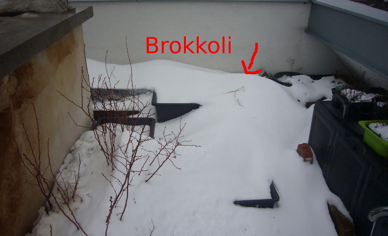 brok2.JPG