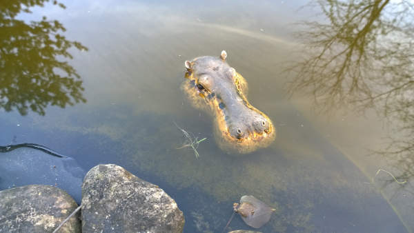 150418_Teichbewohner.jpg